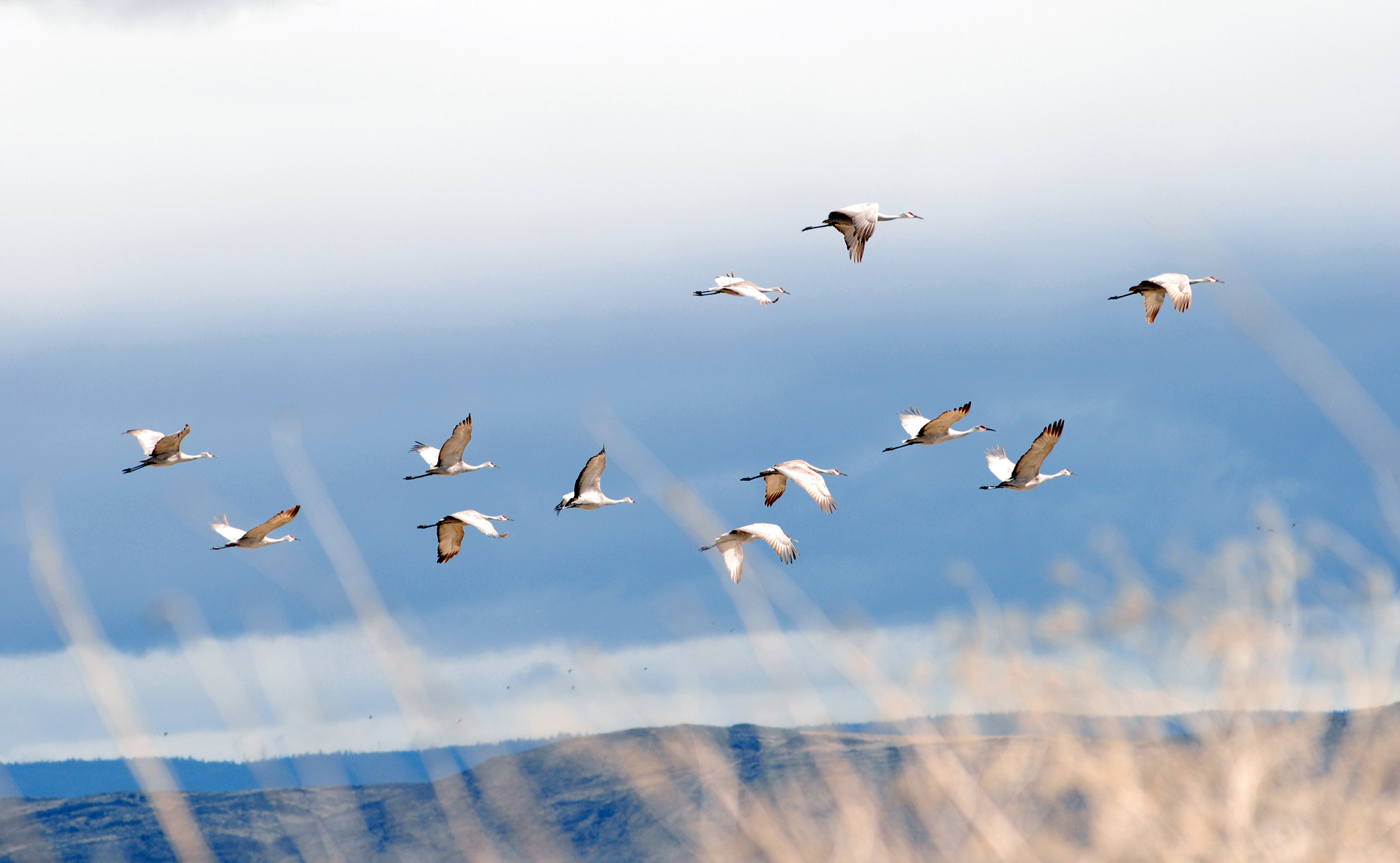 Building California: How will the infrastructure deal affect development, wildlife? - Vimarsana News
