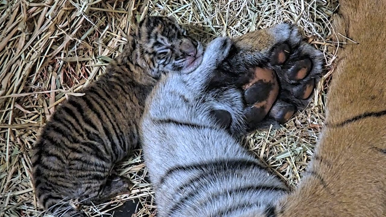 Safari Park welcomes 2 Sumatran tiger cubs in time for World Tiger Day - Vimarsana News