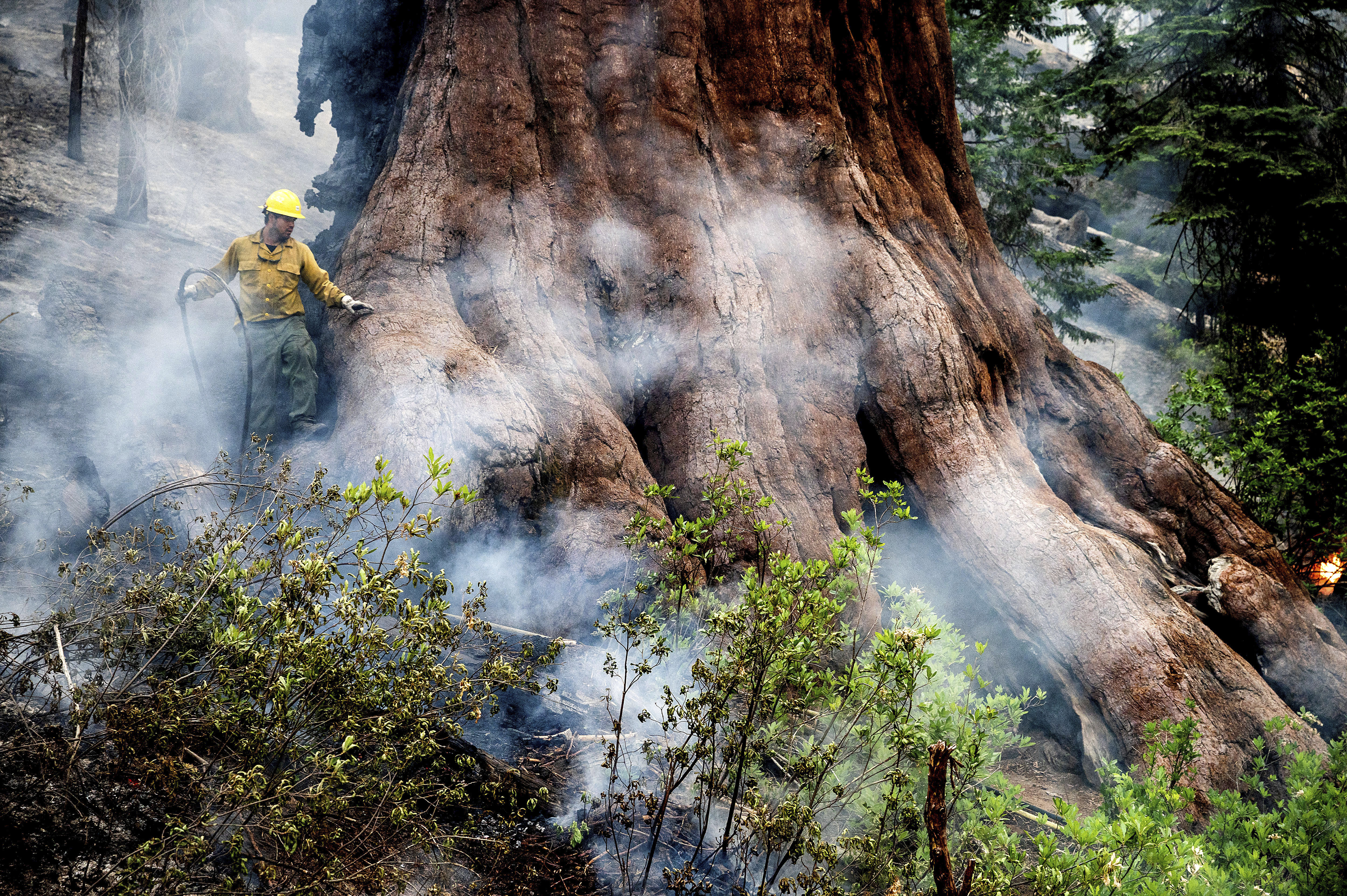 Yosemite wildfire threatens grove of iconic sequoia trees - Vimarsana News