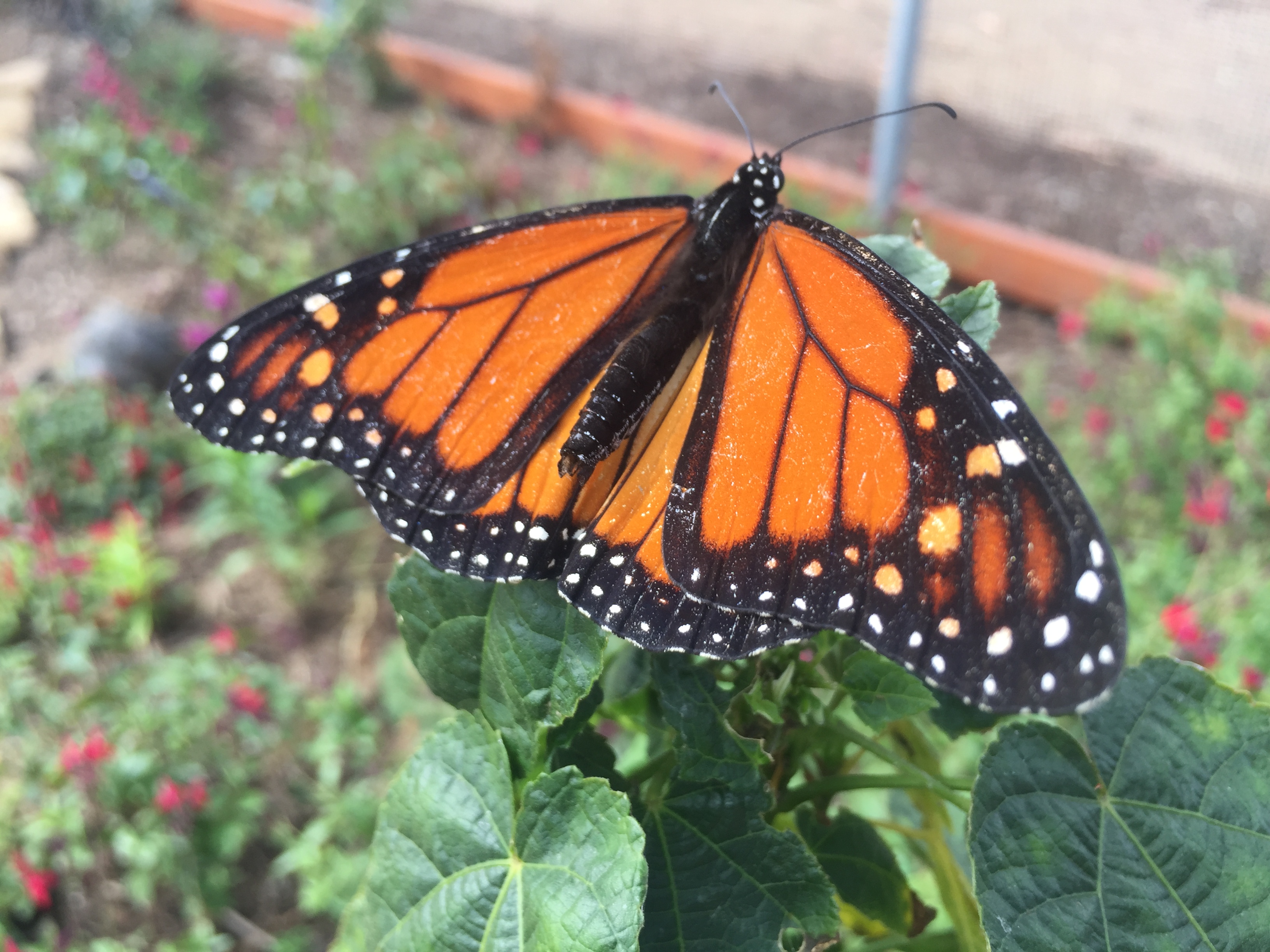 Beloved monarch butterflies now listed as endangered - Vimarsana News