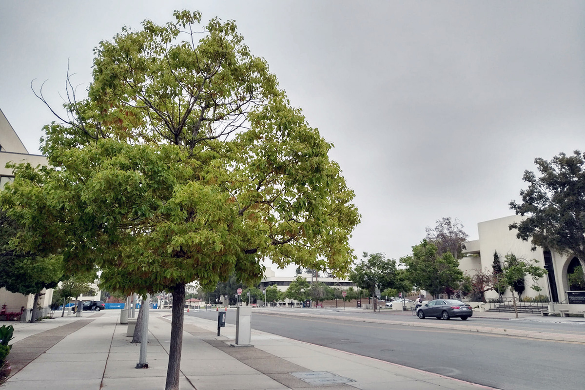 How San Diego's June Gloom can impact our mood - Vimarsana News
